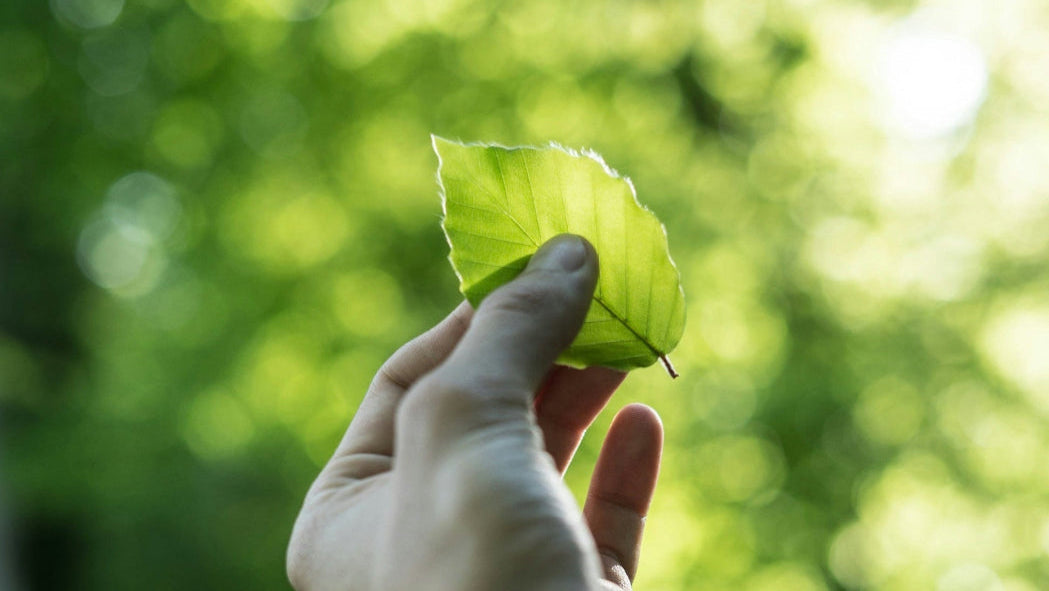 Ein Mann hält ein grünes Blatt in die Sonne